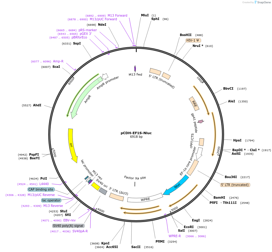 73033-plasmid-map-sequence-id-133974