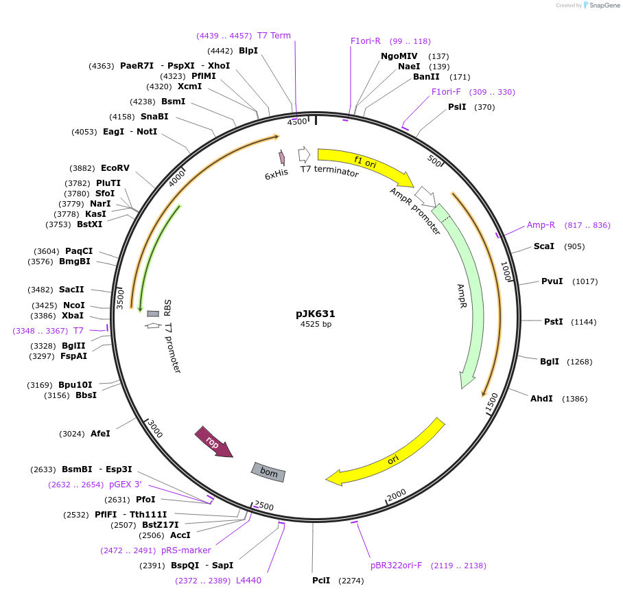 72390-plasmid-map-sequence-id-133987