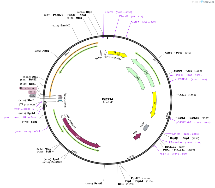 72391-plasmid-map-sequence-id-133988