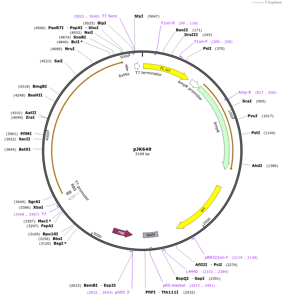 72399-plasmid-map-sequence-id-133993
