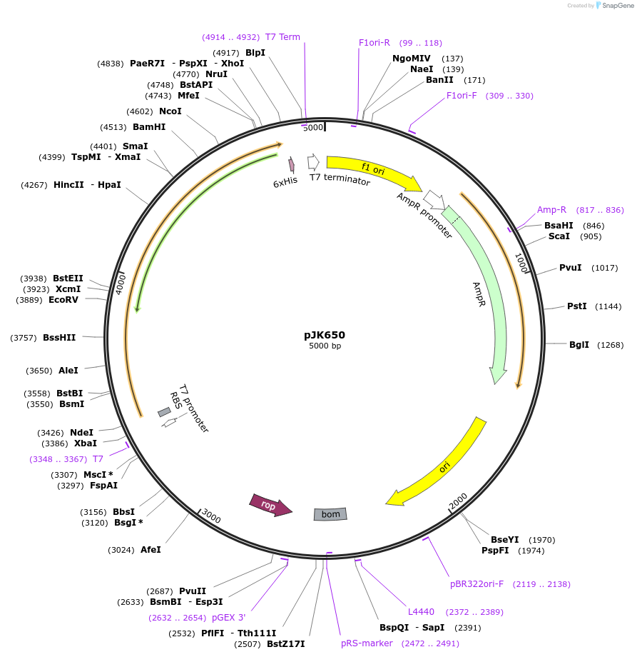 72400-plasmid-map-sequence-id-133994