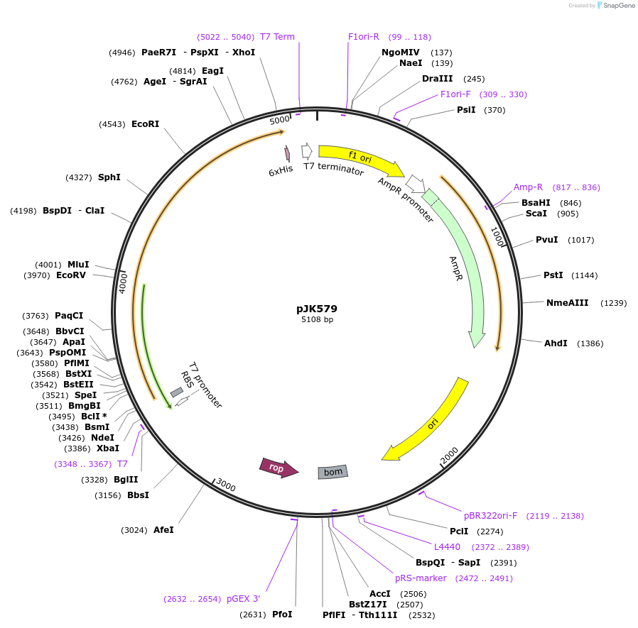 72426-plasmid-map-sequence-id-133996