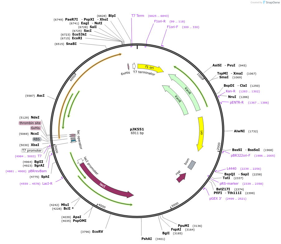 72425-plasmid-map-sequence-id-133997