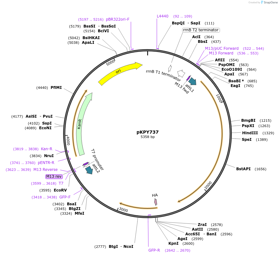 72673-plasmid-map-sequence-id-133998