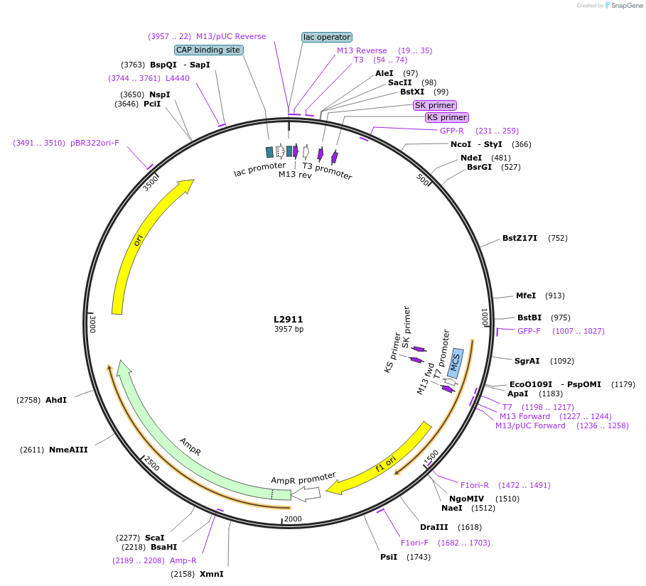 1524-plasmid-map-sequence-id-134
