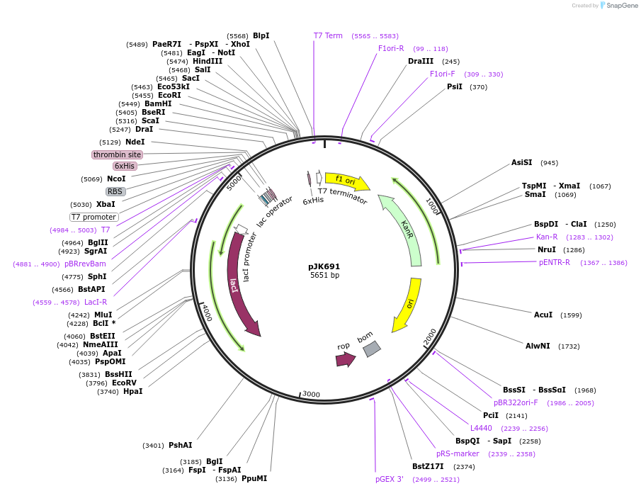 72381-plasmid-map-sequence-id-134006