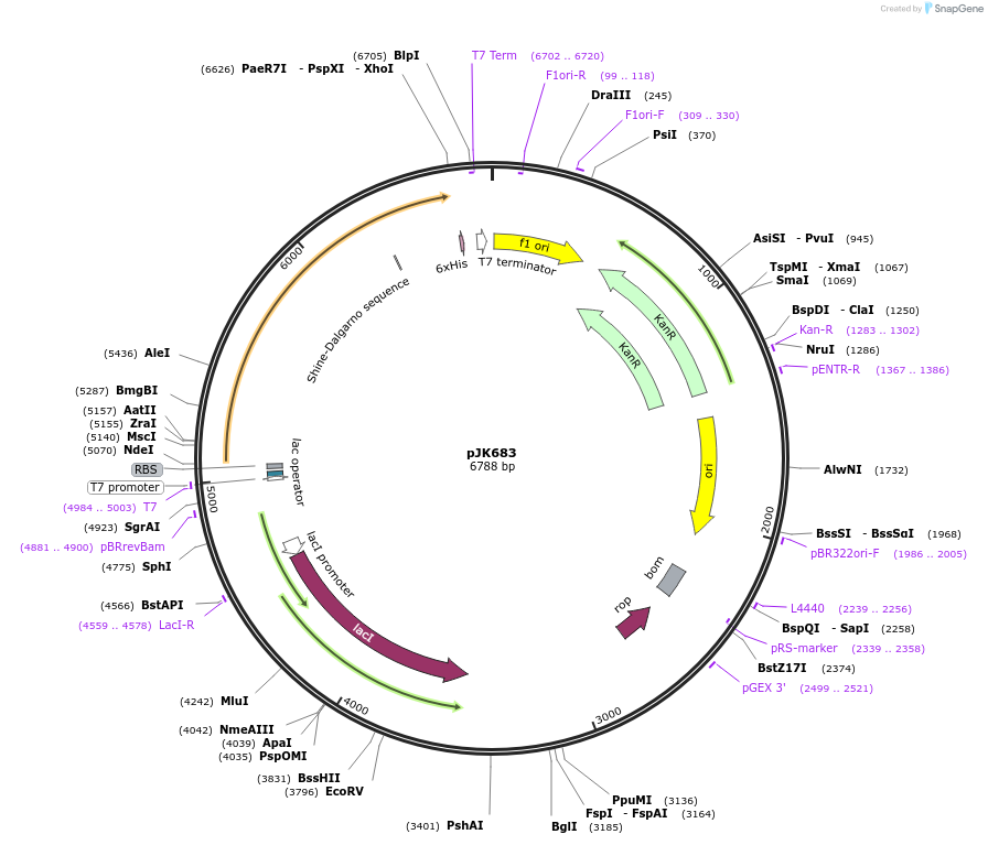 72378-plasmid-map-sequence-id-134010