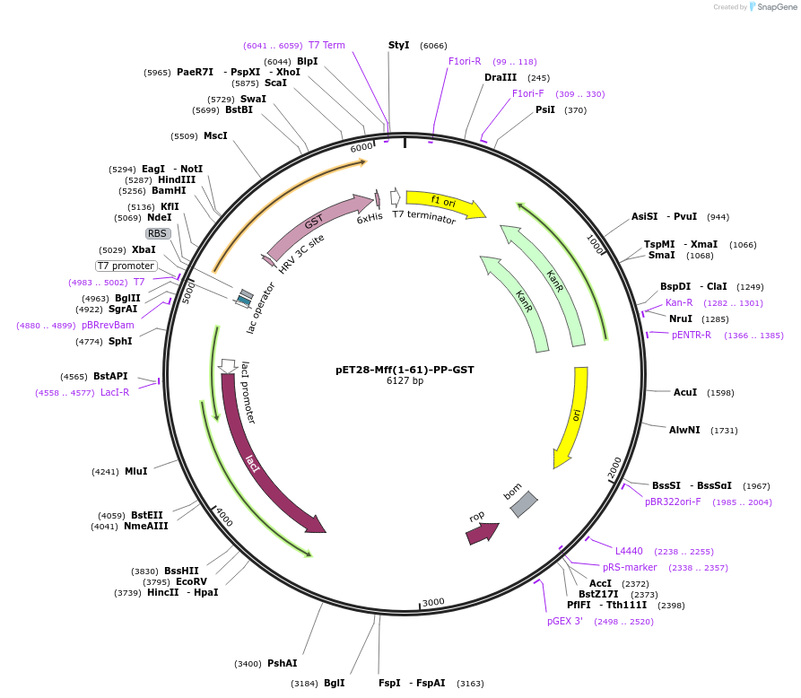 73042-plasmid-map-sequence-id-134011