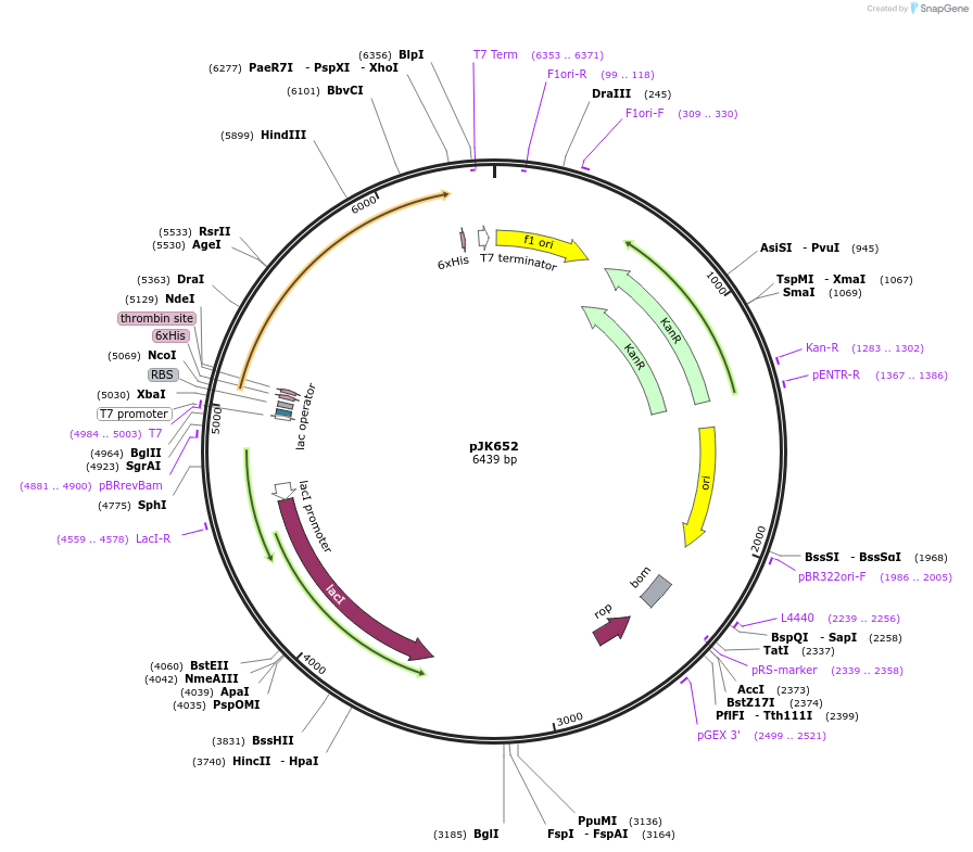 72470-plasmid-map-sequence-id-134018