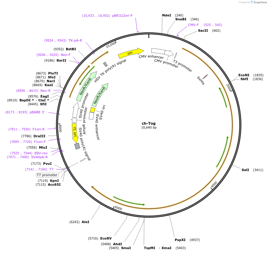 28290-plasmid-map-sequence-id-13405