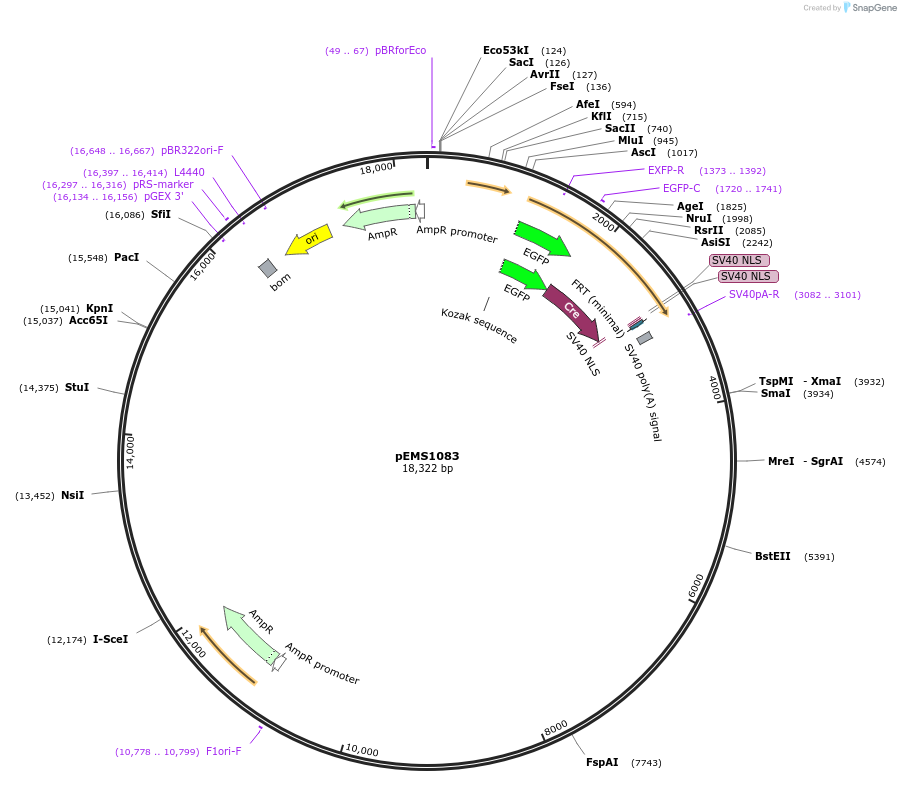 29018-plasmid-map-sequence-id-13410