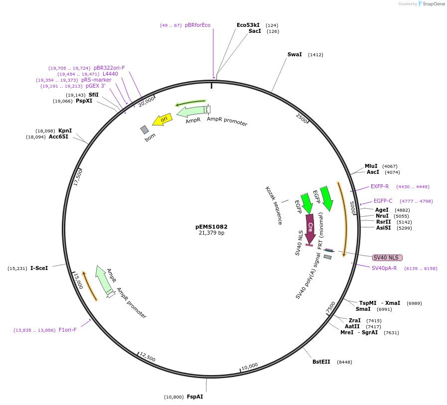 29017-plasmid-map-sequence-id-13411