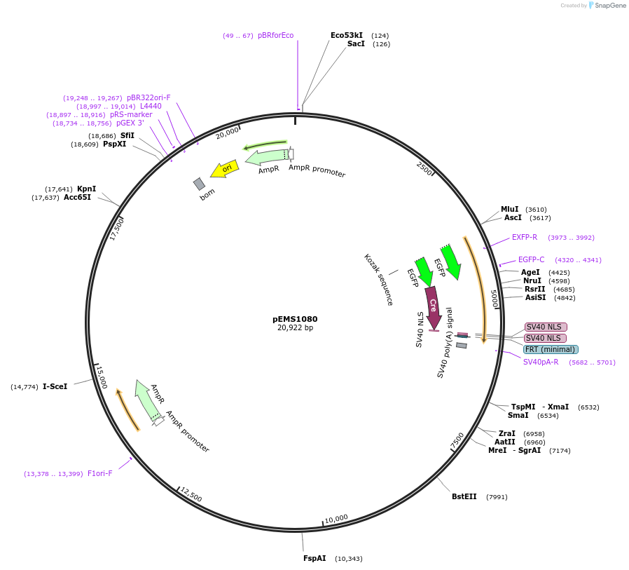 29016-plasmid-map-sequence-id-13412