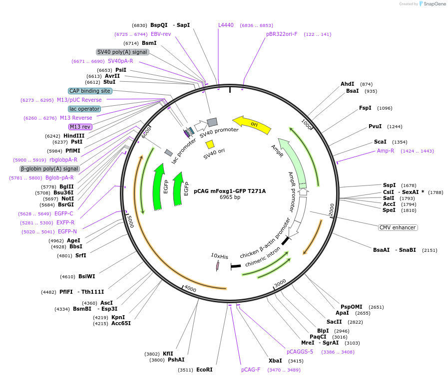 73047-plasmid-map-sequence-id-134123