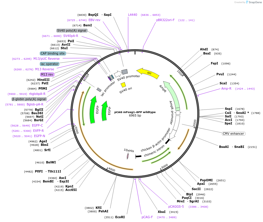 73048-plasmid-map-sequence-id-134125