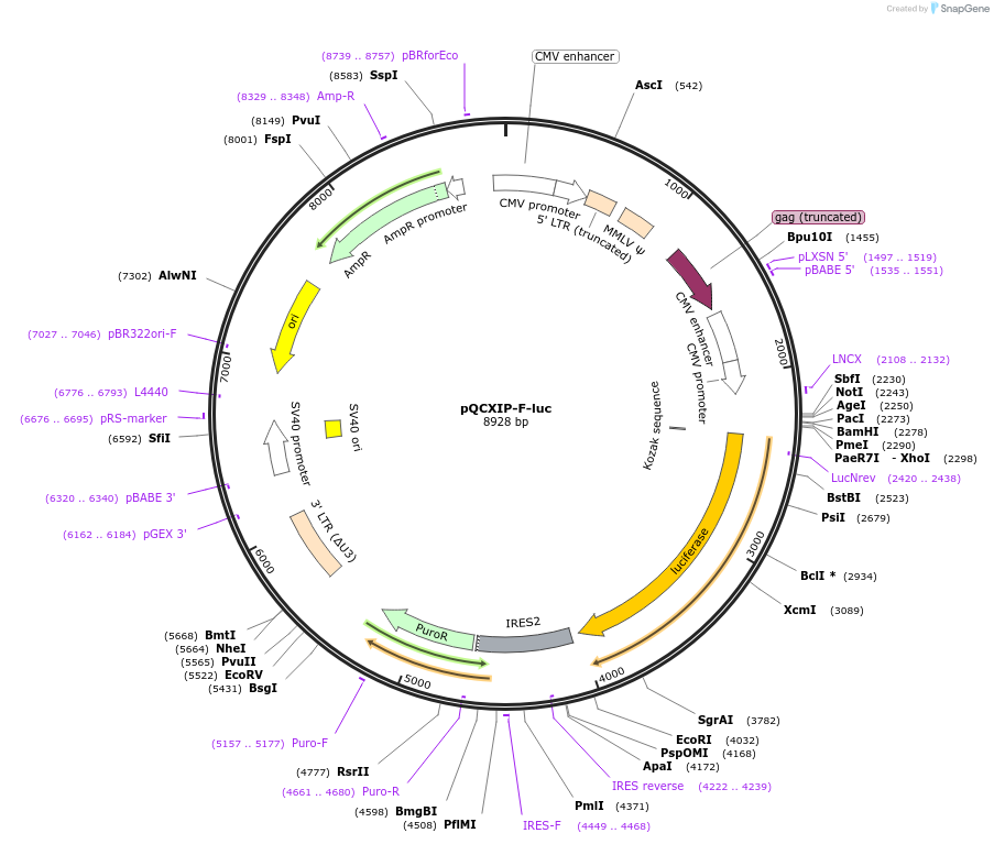 73058-plasmid-map-sequence-id-134128