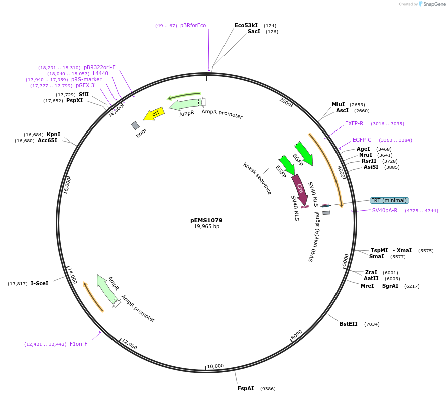 29015-plasmid-map-sequence-id-13413