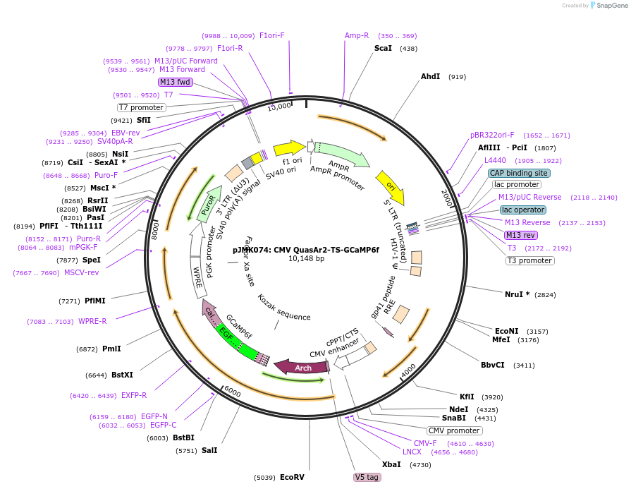 72303-plasmid-map-sequence-id-134147