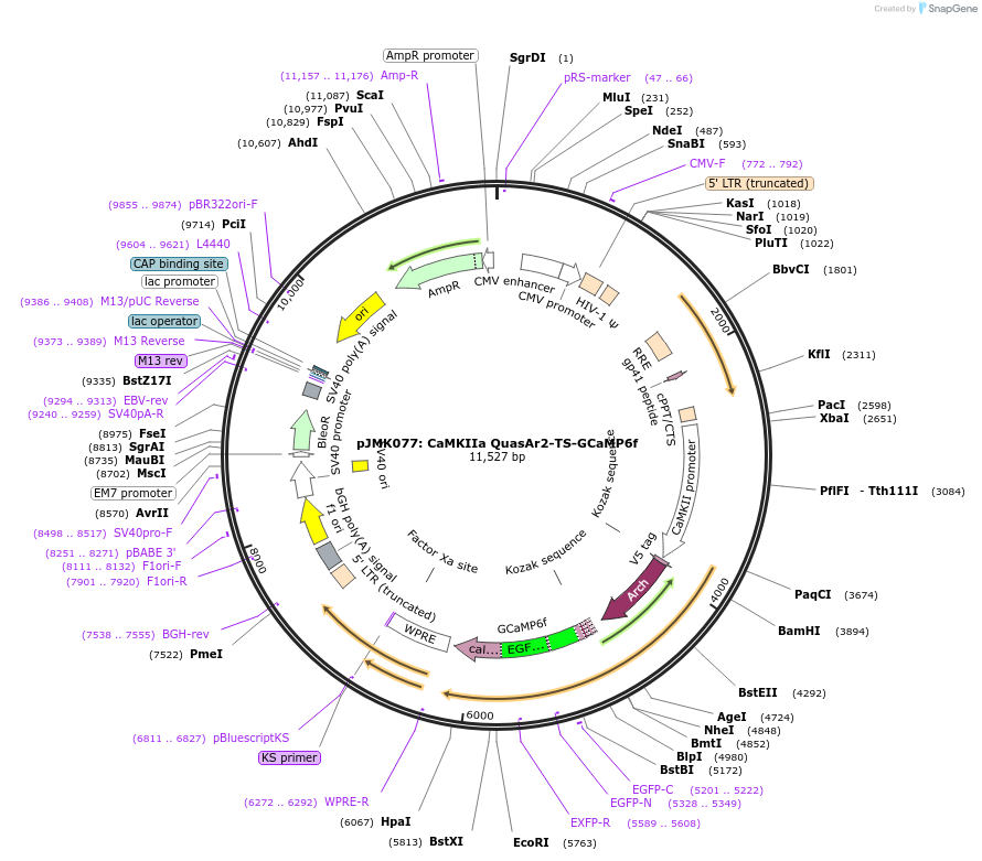 72304-plasmid-map-sequence-id-134151