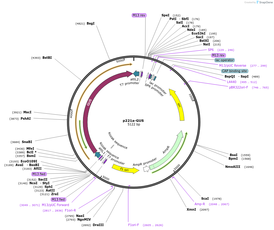 71263-plasmid-map-sequence-id-134161