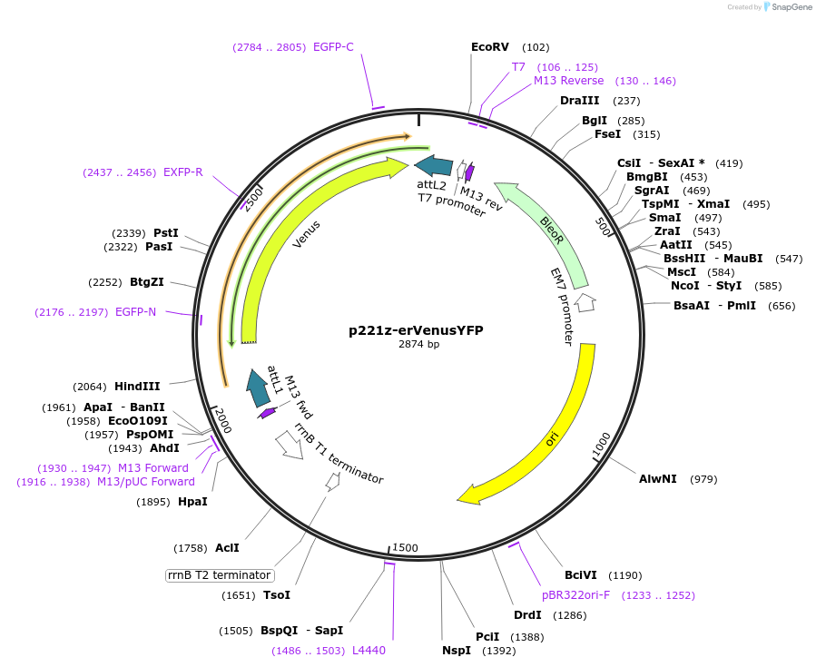 71265-plasmid-map-sequence-id-134167