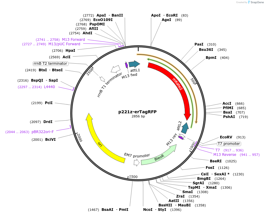 71266-plasmid-map-sequence-id-134168