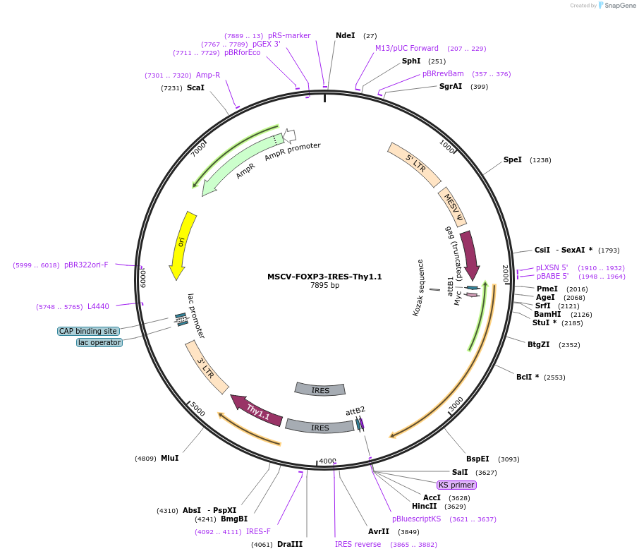 17443-plasmid-map-sequence-id-134169
