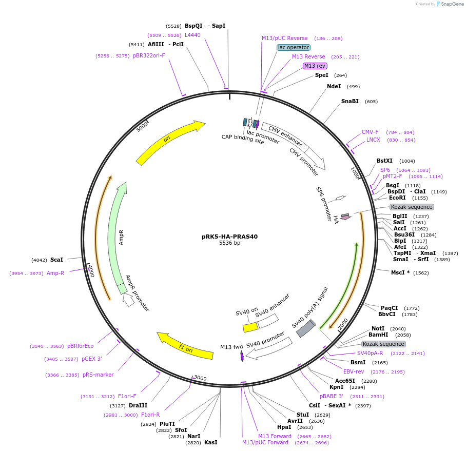15481-plasmid-map-sequence-id-134170