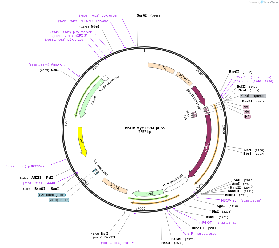 18773-plasmid-map-sequence-id-134181