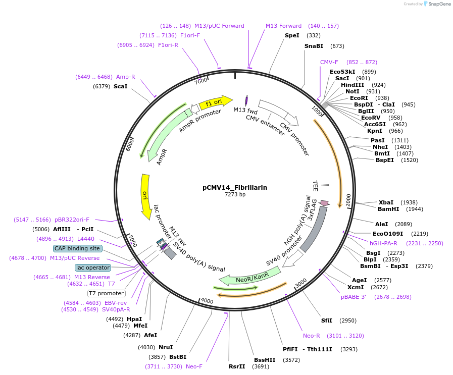 73061-plasmid-map-sequence-id-134190
