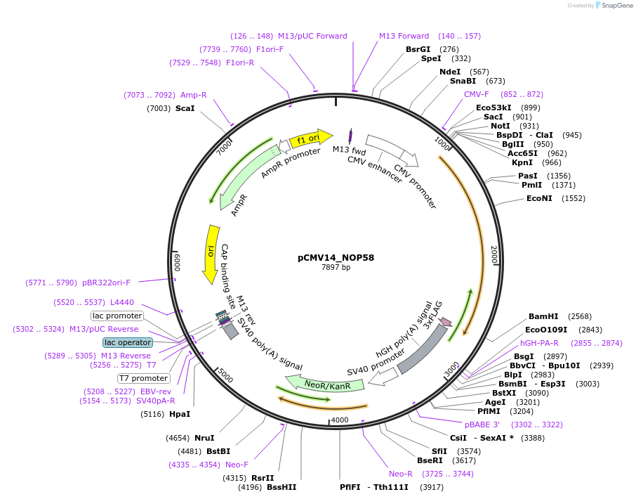 73063-plasmid-map-sequence-id-134195