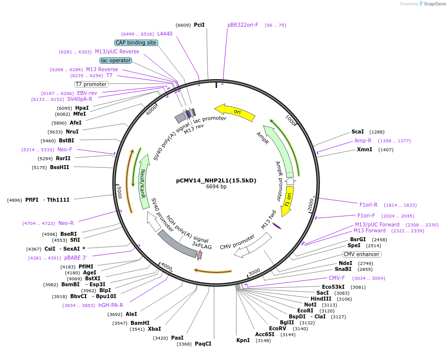 73065-plasmid-map-sequence-id-134202