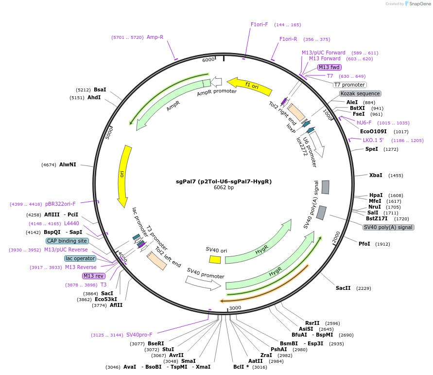 71484-plasmid-map-sequence-id-134231