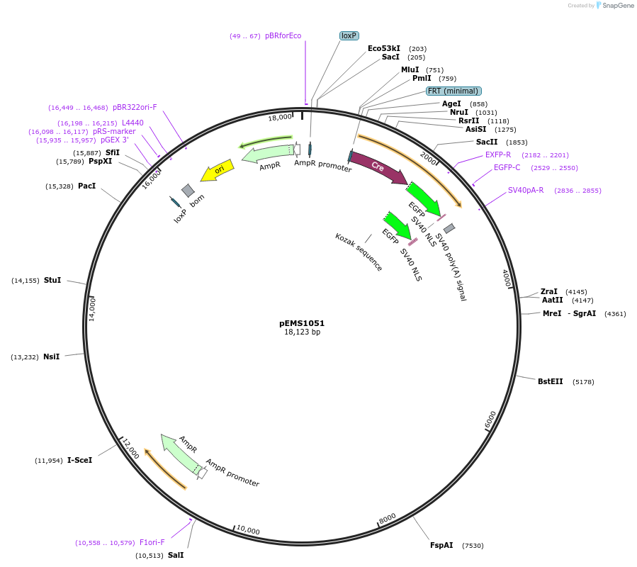 29003-plasmid-map-sequence-id-13425