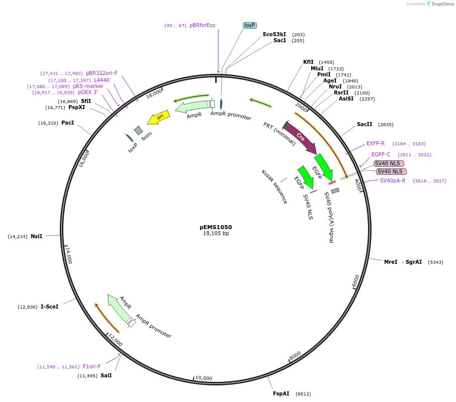 29002-plasmid-map-sequence-id-13426