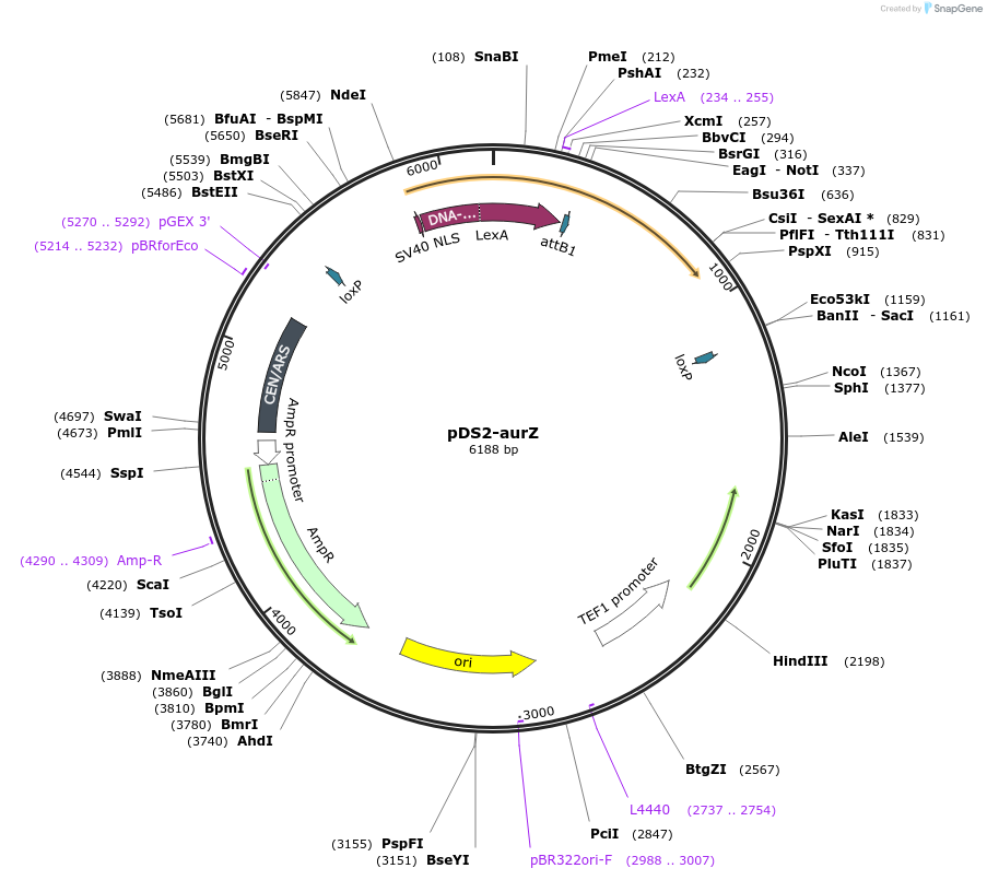 70151-plasmid-map-sequence-id-134268