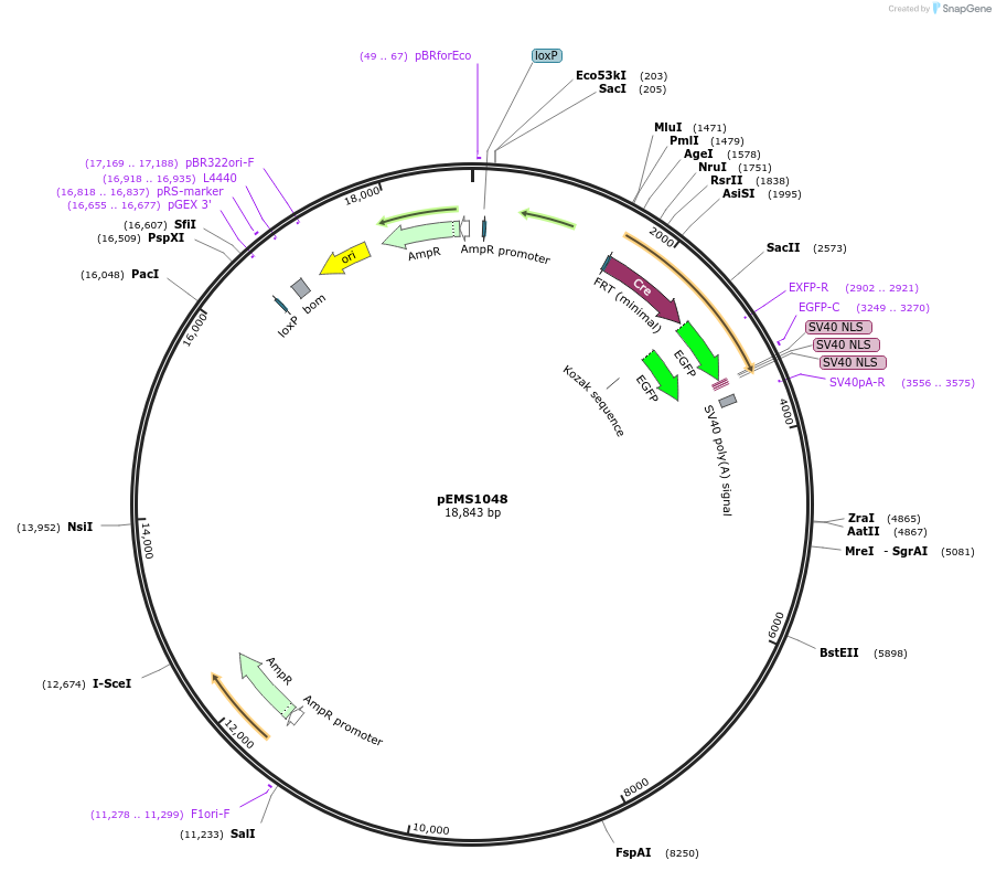 29000-plasmid-map-sequence-id-13428