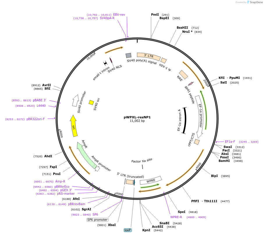 65061-plasmid-map-sequence-id-134307