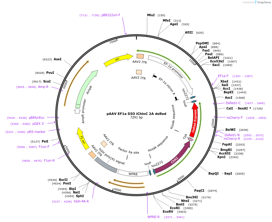 70762-plasmid-map-sequence-id-134333