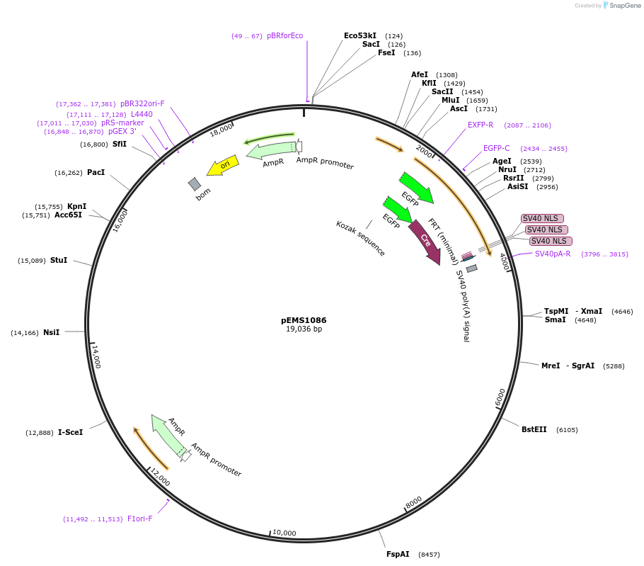29020-plasmid-map-sequence-id-13435