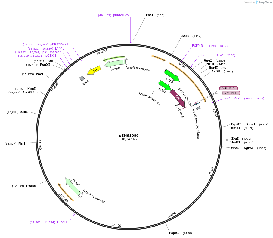 29023-plasmid-map-sequence-id-13438