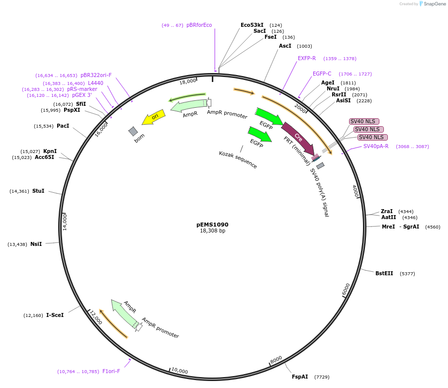 29024-plasmid-map-sequence-id-13439