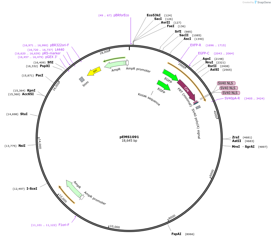 29025-plasmid-map-sequence-id-13440