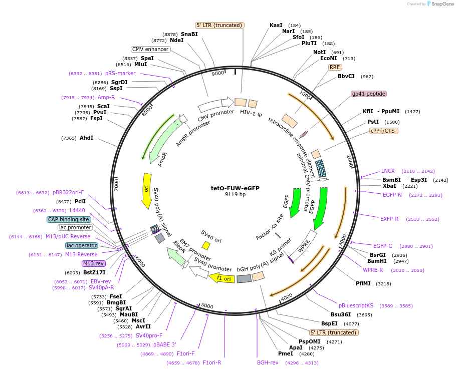 73083-plasmid-map-sequence-id-134407