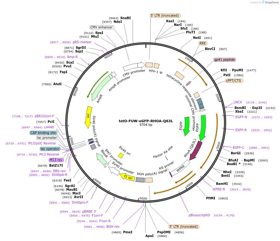 73081-plasmid-map-sequence-id-134421