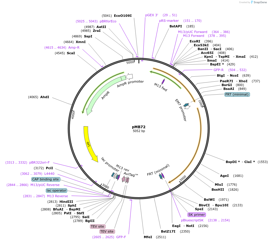 73088-plasmid-map-sequence-id-134441