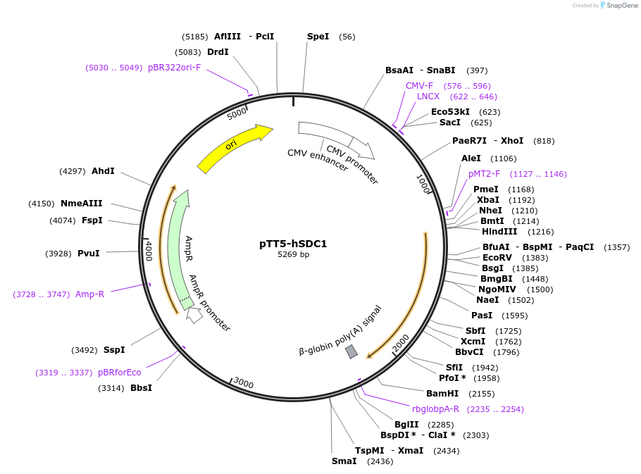 52326-plasmid-map-sequence-id-134443