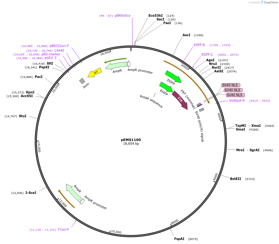 29031-plasmid-map-sequence-id-13446