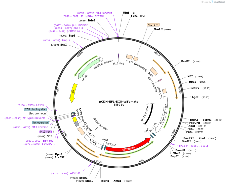 72254-plasmid-map-sequence-id-134462