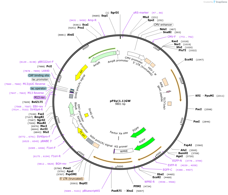 27232-plasmid-map-sequence-id-134467